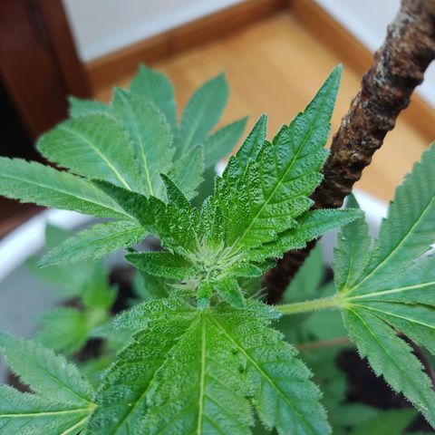 Gertru growlog photo: I think it has slight signs of over fertilization.
I'll see how it evolves in the next few days. 
Creo que tiene signos de sobrefertilización 
Veré en los próximos días cómo evoluciona 