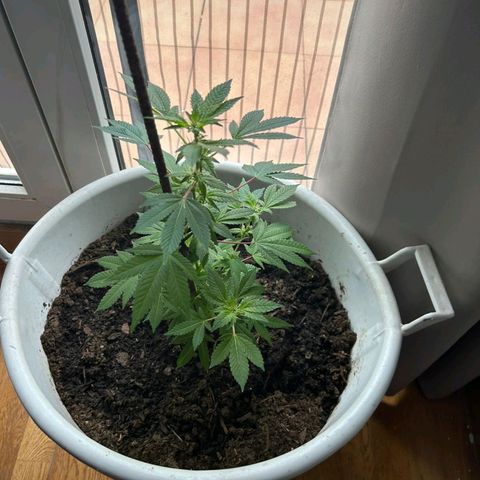 Gertru growlog photo: False alarm, I have realized that there is no overfertilization, but a beginning of a red spider plague 
Falsa alarma, me he dado cuenta que no hay sobrefertilización, sino un principio de plaga de araña roja 