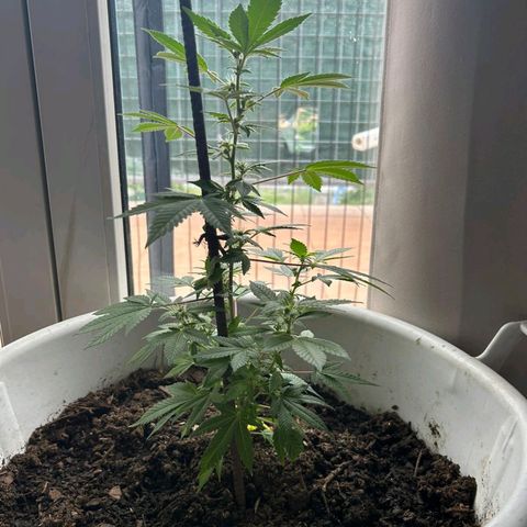Gertru growlog photo: False alarm, I have realized that there is no overfertilization, but a beginning of a red spider plague 
Falsa alarma, me he dado cuenta que no hay sobrefertilización, sino un principio de plaga de araña roja 