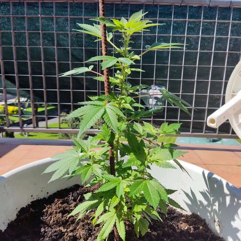 Gertru growlog timeline photo