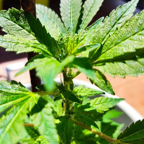 Gertru growlog timeline photo