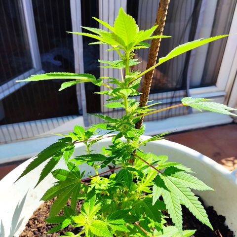 Gertru growlog timeline photo