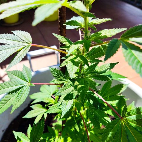 Gertru growlog timeline photo