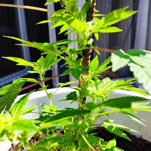 Gertru growlog timeline photo