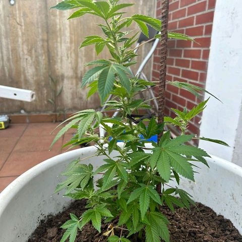 Gertru growlog timeline photo
