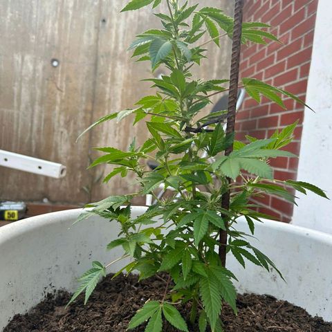 Gertru growlog timeline photo