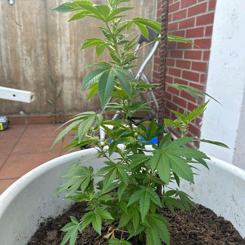 Gertru growlog timeline photo