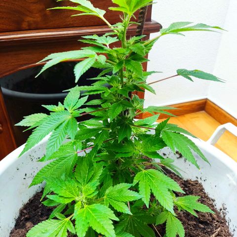 Gertru growlog timeline photo