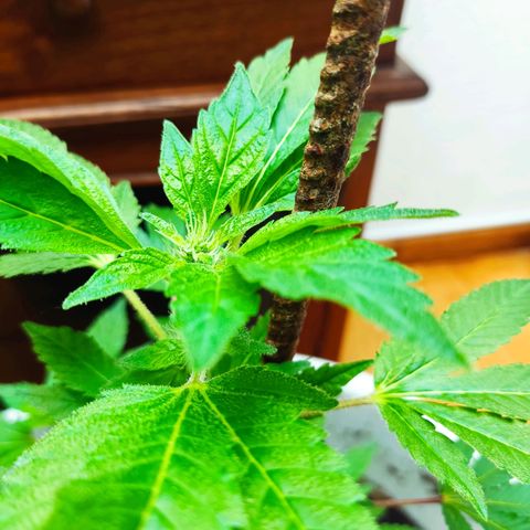 Gertru growlog timeline photo