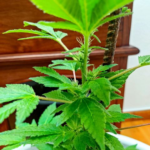 Gertru growlog timeline photo