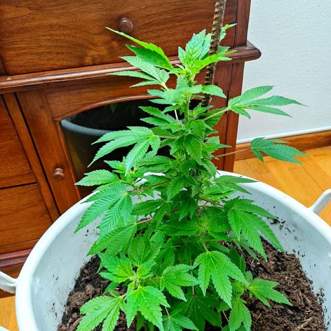 Gertru growlog timeline photo