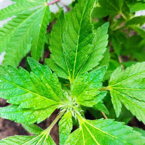 Gertru growlog timeline photo