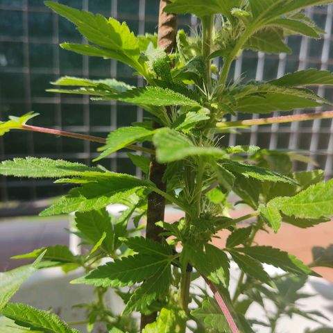 Gertru growlog timeline photo