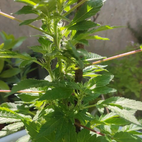 Gertru growlog timeline photo