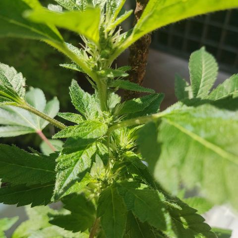 Gertru growlog timeline photo