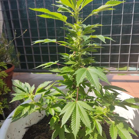 Gertru growlog timeline photo