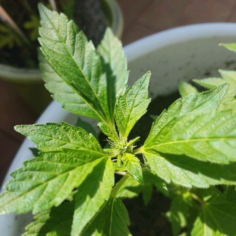 Gertru growlog timeline photo