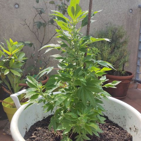 Gertru growlog timeline photo