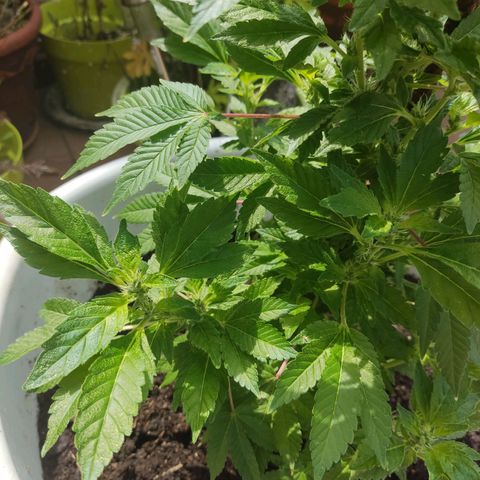 Gertru growlog timeline photo