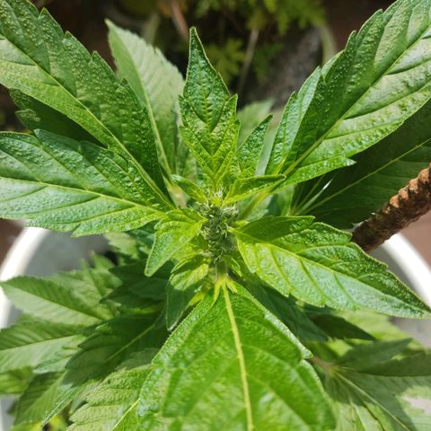 Gertru growlog timeline photo