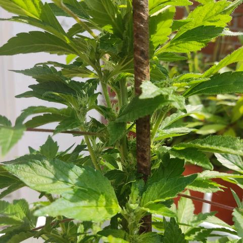 Gertru growlog timeline photo