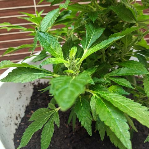 Gertru growlog timeline photo