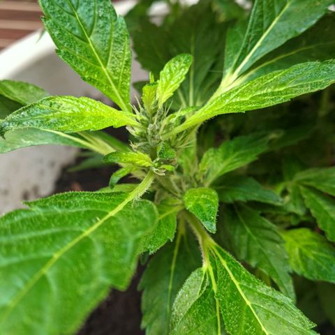 Gertru growlog timeline photo
