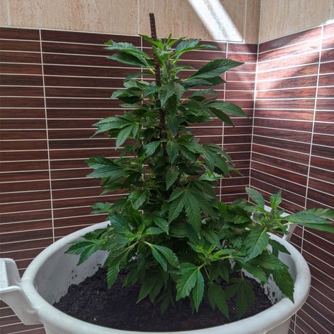 Gertru growlog timeline photo