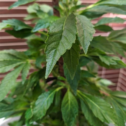 Gertru growlog timeline photo