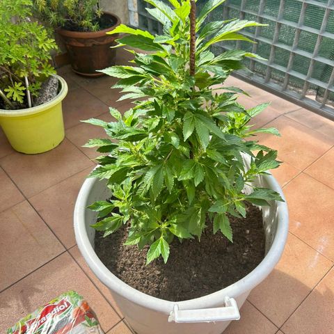 Gertru growlog timeline photo