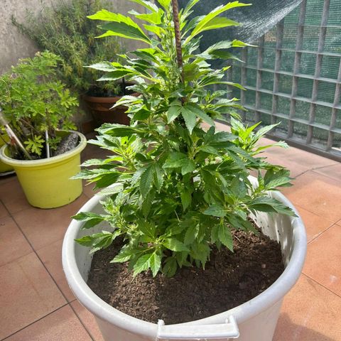 Gertru growlog timeline photo