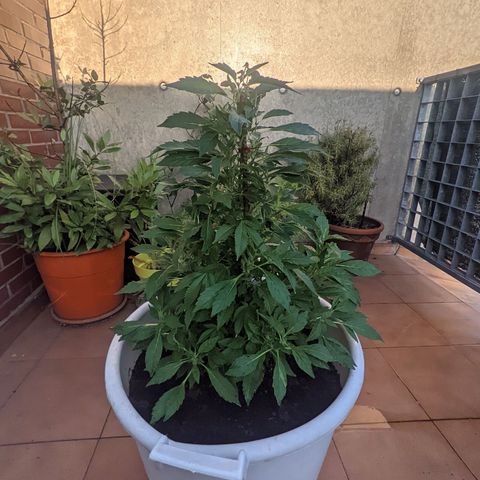 Gertru growlog timeline photo