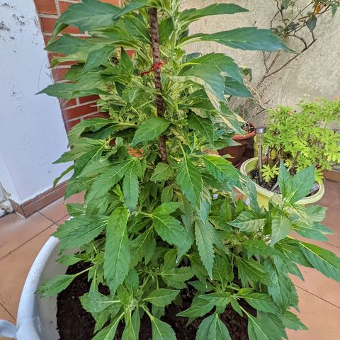 Gertru growlog timeline photo