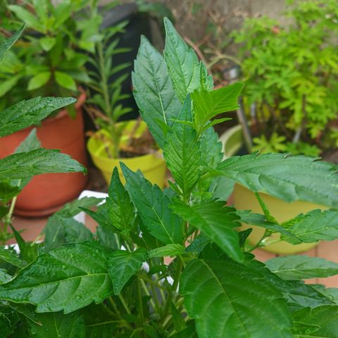 Gertru growlog timeline photo