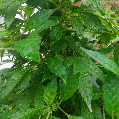 Gertru growlog timeline photo
