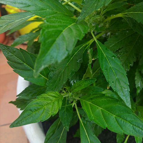 Gertru growlog timeline photo