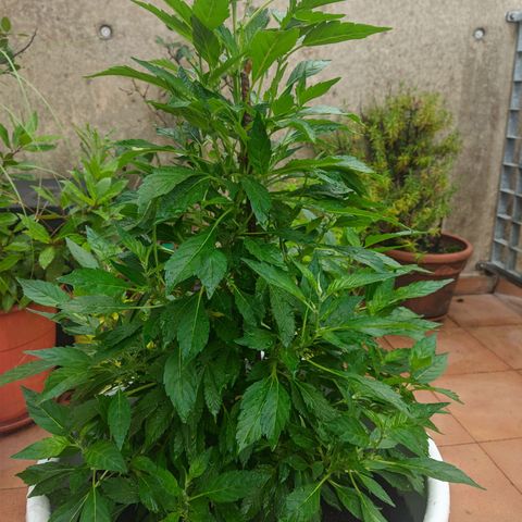 Gertru growlog timeline photo
