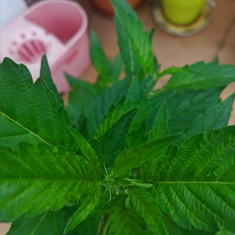 Gertru growlog timeline photo