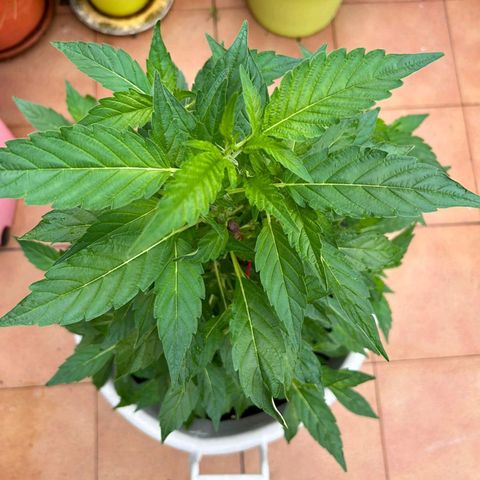 Gertru growlog timeline photo