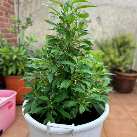 Gertru growlog timeline photo