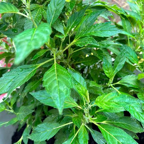 Gertru growlog timeline photo