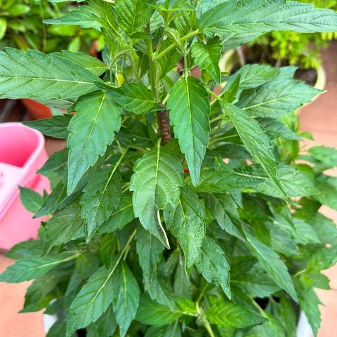 Gertru growlog timeline photo