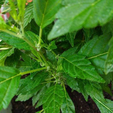 Gertru growlog timeline photo