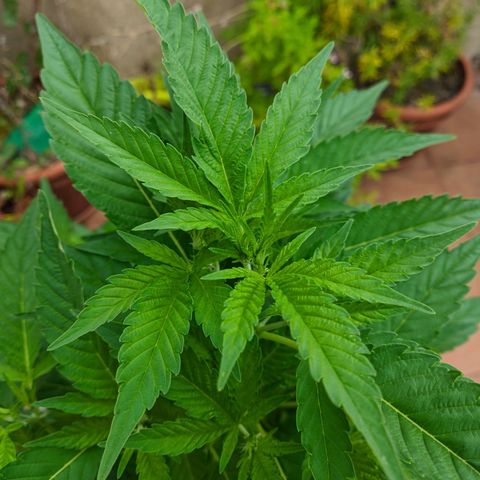 Gertru growlog timeline photo