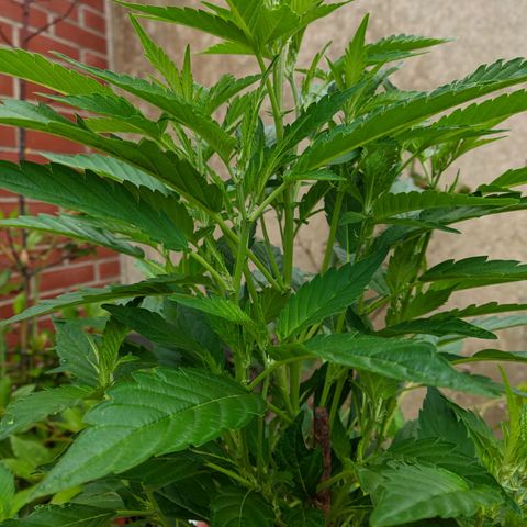 Gertru growlog timeline photo