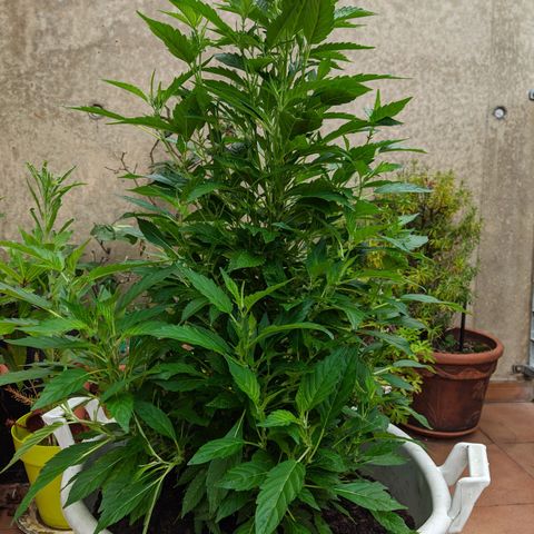 Gertru growlog timeline photo