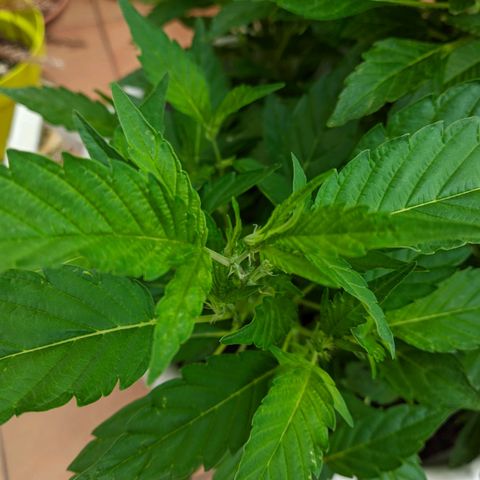 Gertru growlog timeline photo