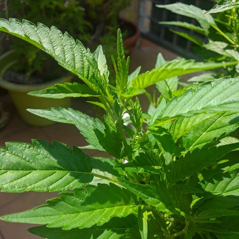 Gertru growlog timeline photo
