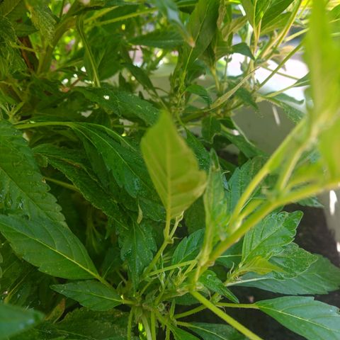 Gertru growlog timeline photo