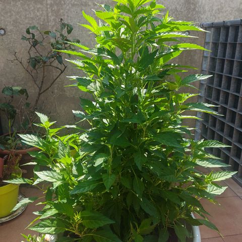 Gertru growlog timeline photo